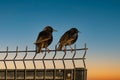 Estornino pintoÃÂ bird in ireland sunset